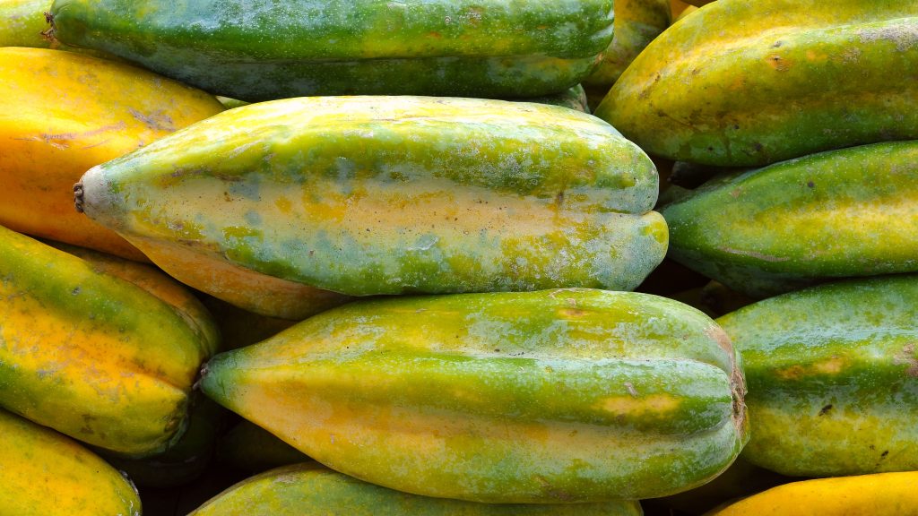 Babaco The Mountain Papaya Of Central America