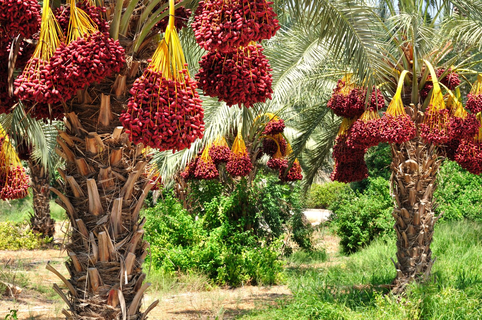 Ako Rastu Datle Everything You Need To Know About Dates | Exotic Gourmand