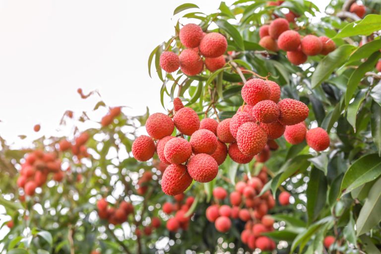 Over Ripe Lyche Everything You Need To Know About Lychee | Exotic Gourmand