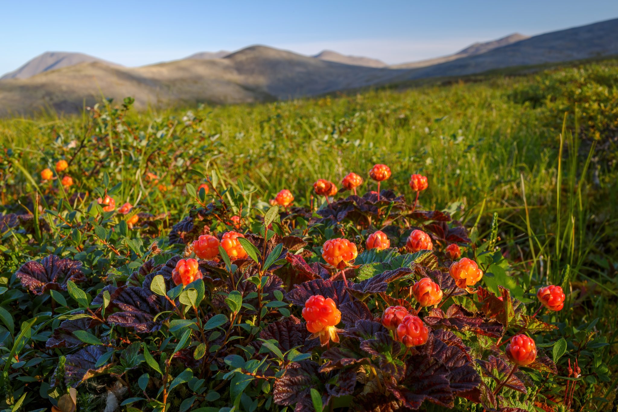 Cloudberries A Rare Fruit Fit For A Viking 