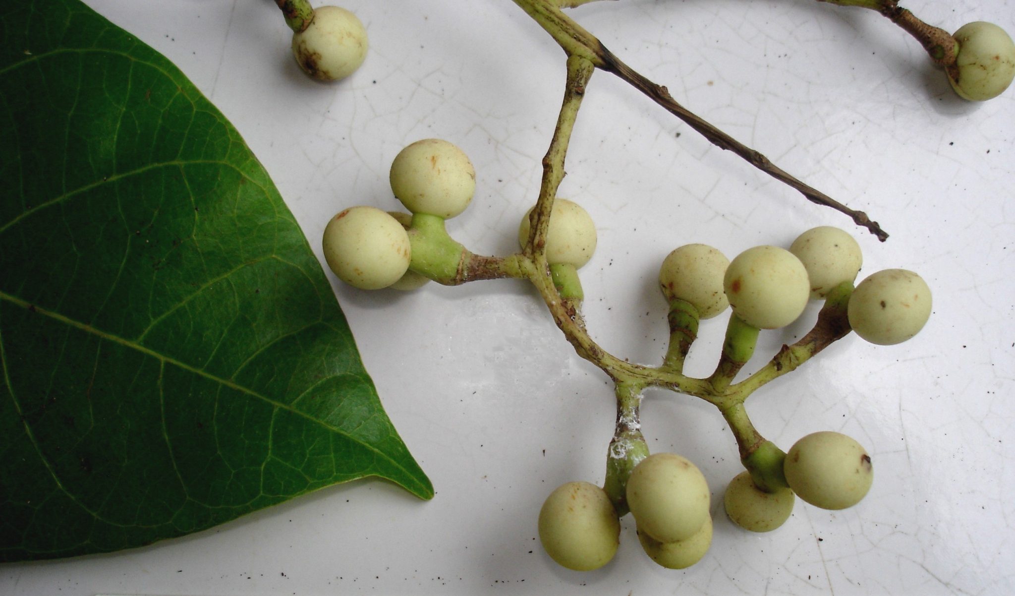 Fishberry: The Toxic Southeast Asian Berry | Exotic Gourmand