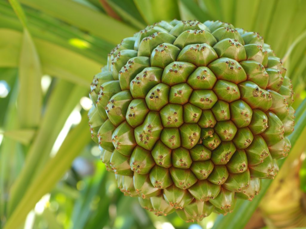 Hala Fruit: The Mysterious Fruit Of The Pacific