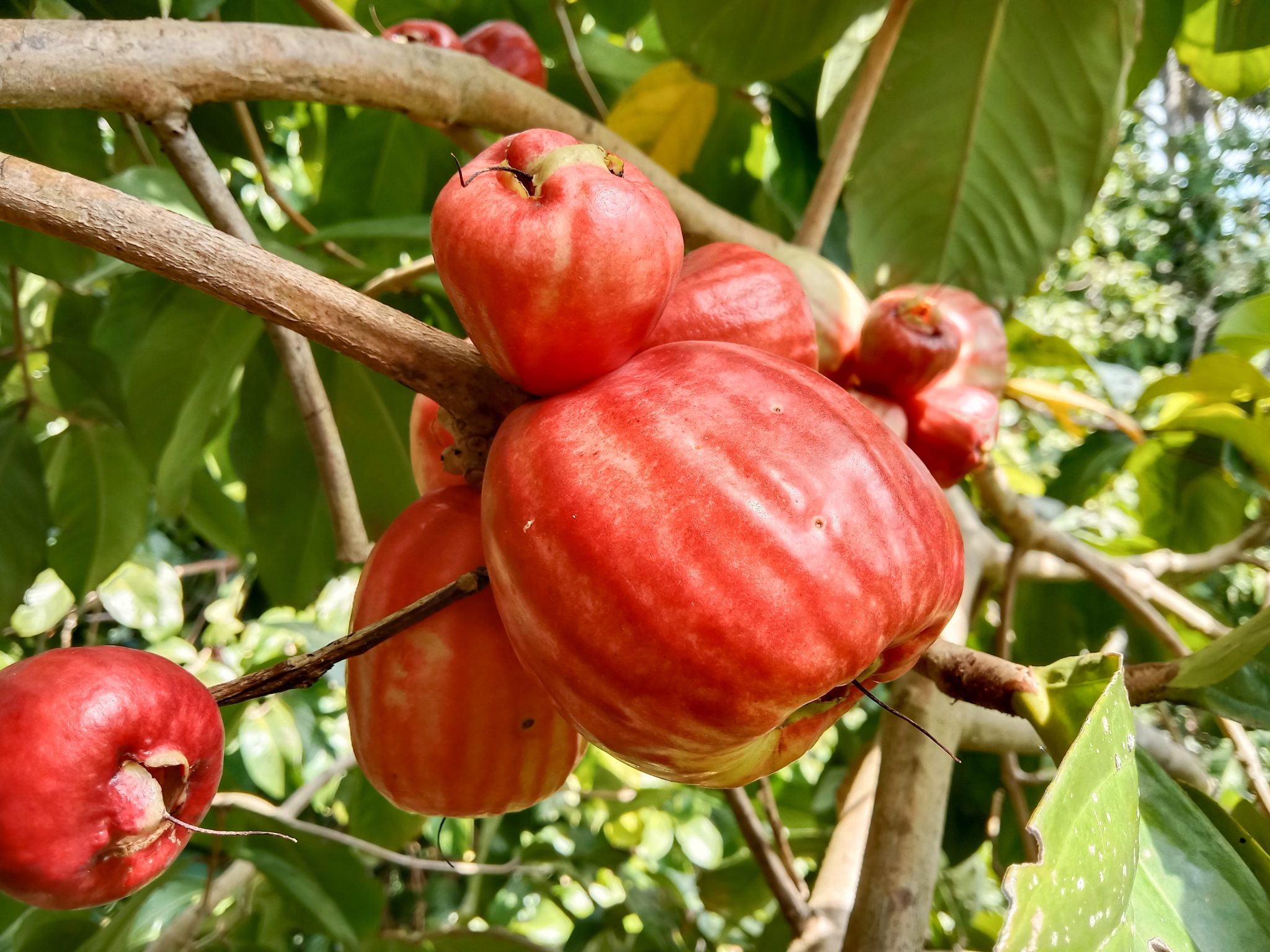 What Is A Malay Apple? | Exotic Gourmand