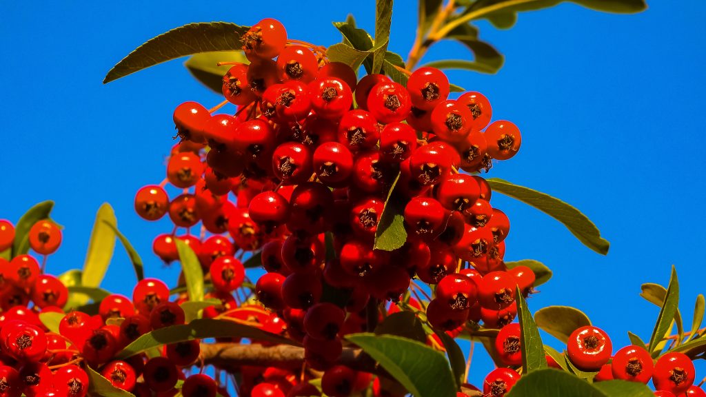 Firethorn The Small BerryLike Pome Fruit Exotic Gourmand