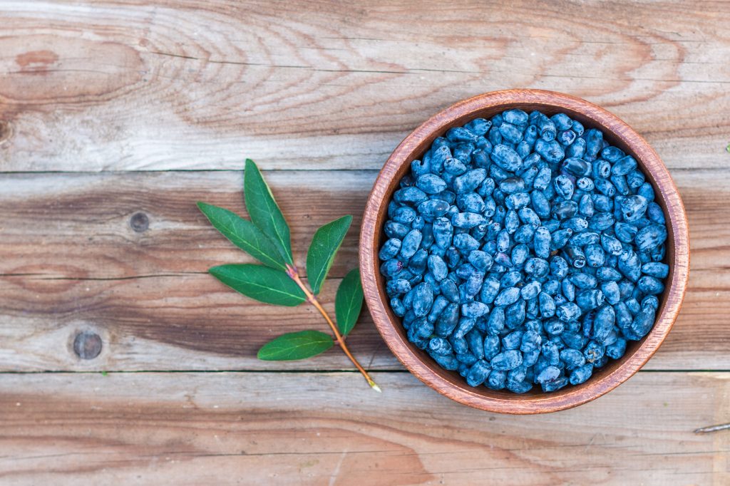 Haskap The Delicious Northern Honeysuckle Fruit