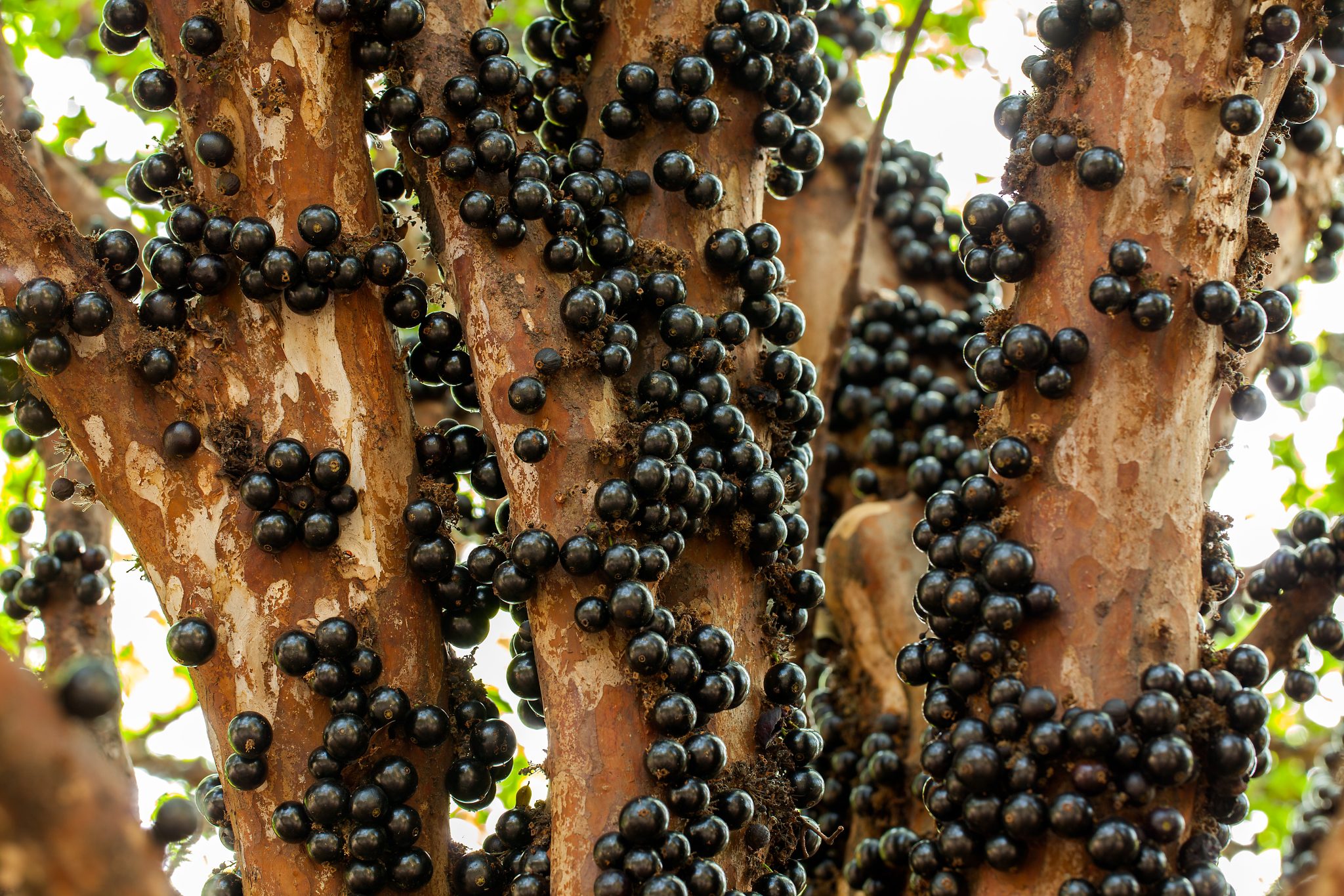 Jabuticaba: The Tree-Trunk Fruit | Exotic Gourmand