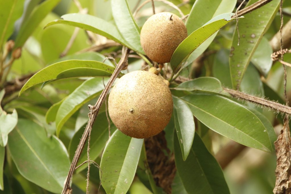 Mamey Apples: The Peculiar Caribbean Berry | Exotic Gourmand