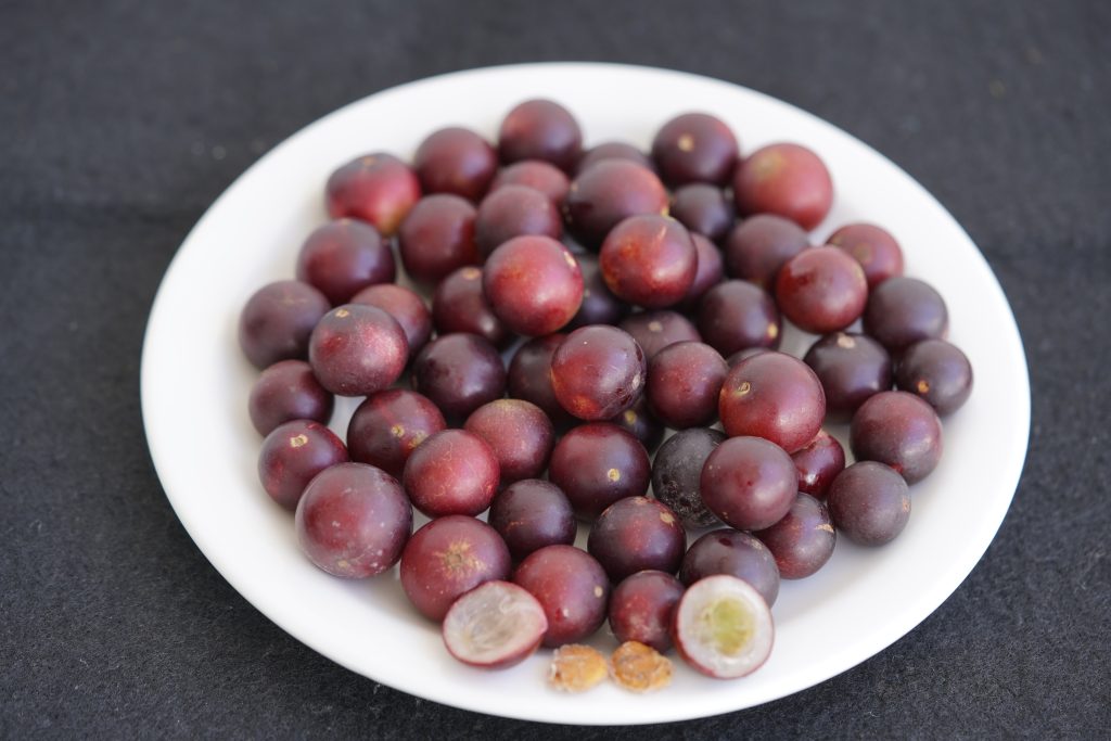 Camu Camu An Amazonian Superfruit Exotic Gourmand